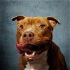 adoptable Dog in antioch, CA named SODALITE