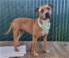 adoptable Dog in antioch, CA named MOLLY MALONE
