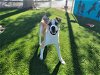adoptable Dog in antioch, CA named TROY
