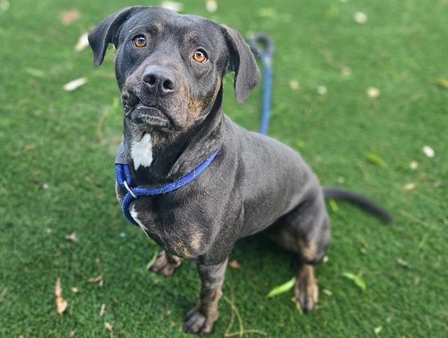 adoptable Dog in Antioch, CA named SAPPHIRE