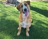 adoptable Dog in antioch, CA named AENGUS
