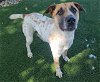 adoptable Dog in  named KAHOLO