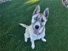 adoptable Dog in antioch, CA named LANAI