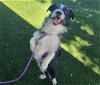 adoptable Dog in antioch, CA named AUKIA