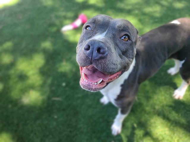 adoptable Dog in Antioch, CA named BINDI