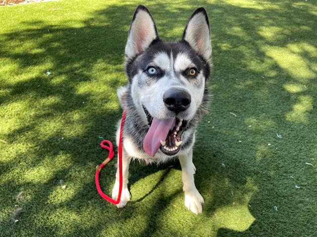 adoptable Dog in Antioch, CA named SAMURAI