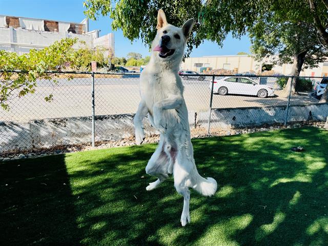 adoptable Dog in Antioch, CA named TORO