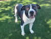 adoptable Dog in Antioch, CA named POE