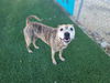 adoptable Dog in Antioch, CA named LULU