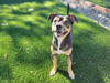 adoptable Dog in Antioch, CA named GORDIE