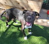 adoptable Dog in Antioch, CA named SOLSTICE