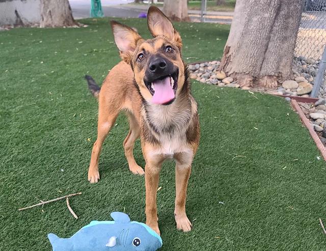 adoptable Dog in Antioch, CA named TUNDRA