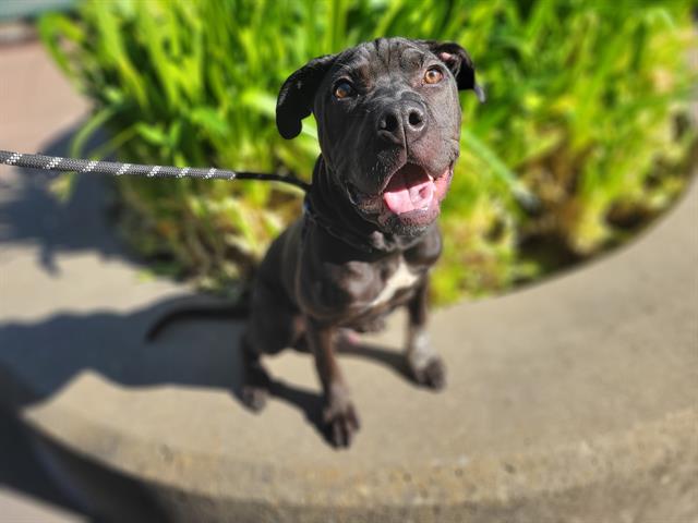 adoptable Dog in Antioch, CA named KETCHUP