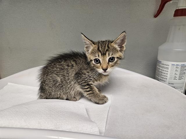 adoptable Cat in Antioch, CA named BROOK