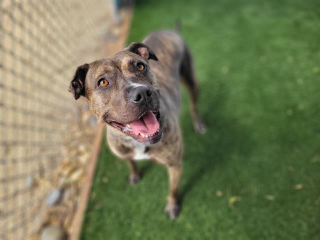 adoptable Dog in Antioch, CA named LOLA