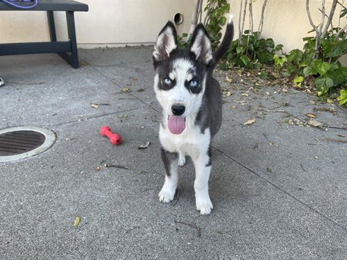 picture of the dog needing adoption