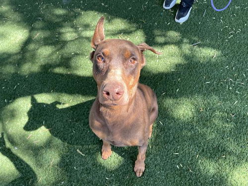 picture of the dog needing adoption