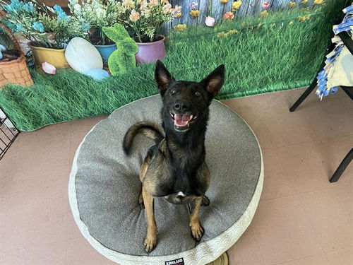 picture of the dog needing adoption