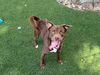adoptable Dog in  named MAUI SUNSET