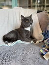 adoptable Cat in antioch, CA named MEGALODON