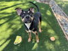 adoptable Dog in  named ROCCO