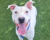 adoptable Dog in  named PIXIE