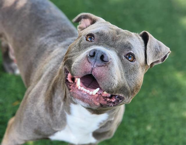 adoptable Dog in Antioch, CA named WINCENT