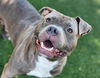 adoptable Dog in antioch, CA named WINCENT