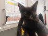 adoptable Cat in antioch, CA named TAMBOURINE