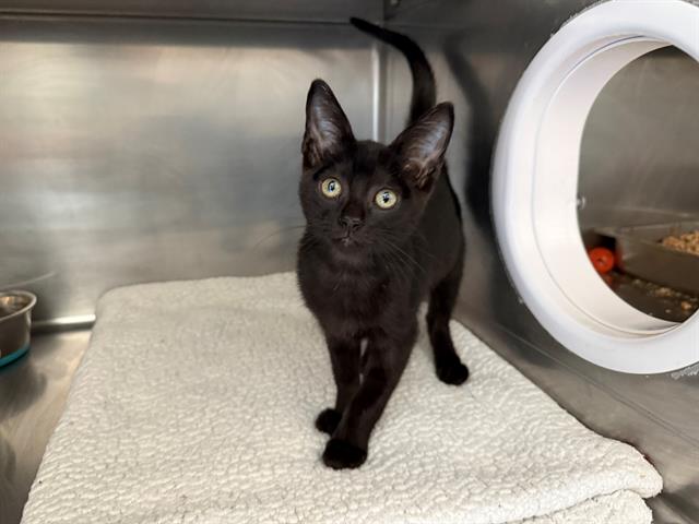adoptable Cat in Antioch, CA named TAMBOURINE