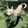 adoptable Dog in  named GARY