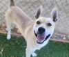 adoptable Dog in  named GARY
