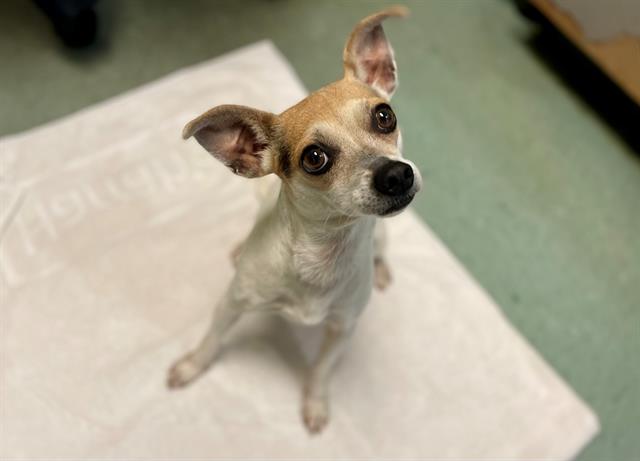 adoptable Dog in Antioch, CA named ARIA
