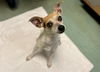 adoptable Dog in  named ARIA