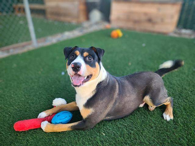 adoptable Dog in Antioch, CA named YAMAHA