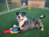 adoptable Dog in antioch, CA named YAMAHA