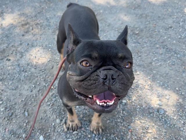 adoptable Dog in Antioch, CA named JOSEPHINE