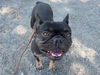adoptable Dog in  named JOSEPHINE