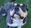 adoptable Dog in antioch, CA named REGAL