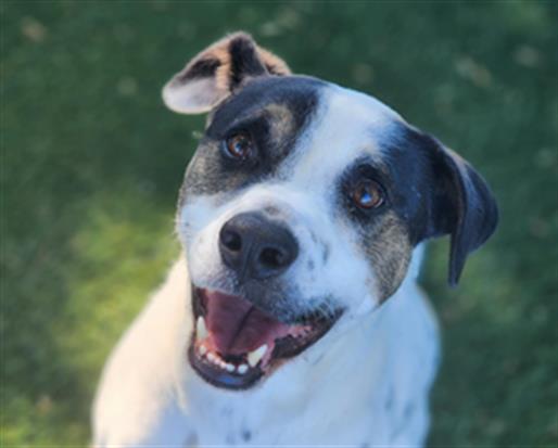 adoptable Dog in Antioch, CA named VATER