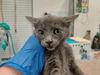 adoptable Cat in antioch, CA named SONG