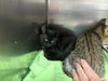 adoptable Cat in antioch, CA named RICKENBACKER