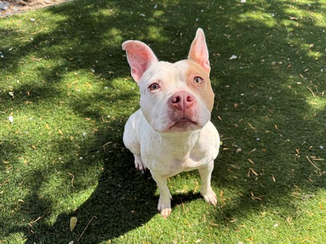 adoptable Dog in Antioch, CA named CAROL