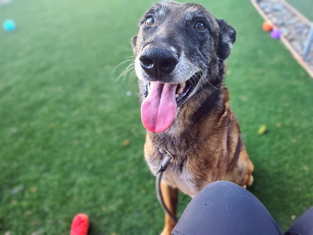 adoptable Dog in Antioch, CA named BARITONE