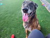 adoptable Dog in  named BARITONE