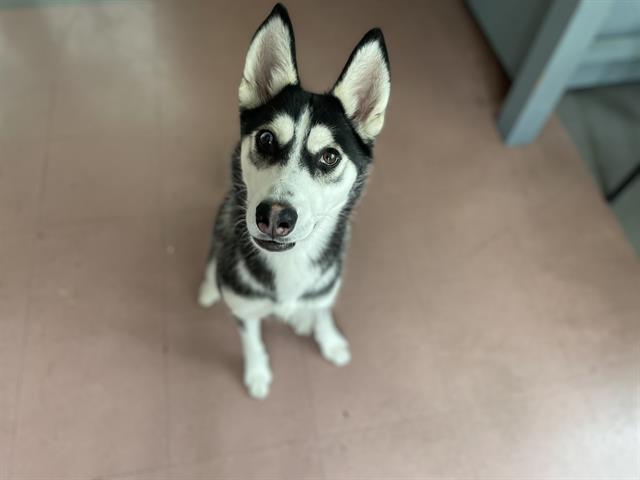 adoptable Dog in Antioch, CA named CADENZA