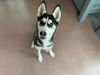 adoptable Dog in  named CADENZA
