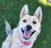 adoptable Dog in  named NINA