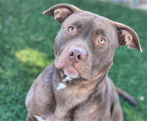 adoptable Dog in Antioch, CA named ACAPPELA