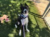 adoptable Dog in  named STRATOCASTER